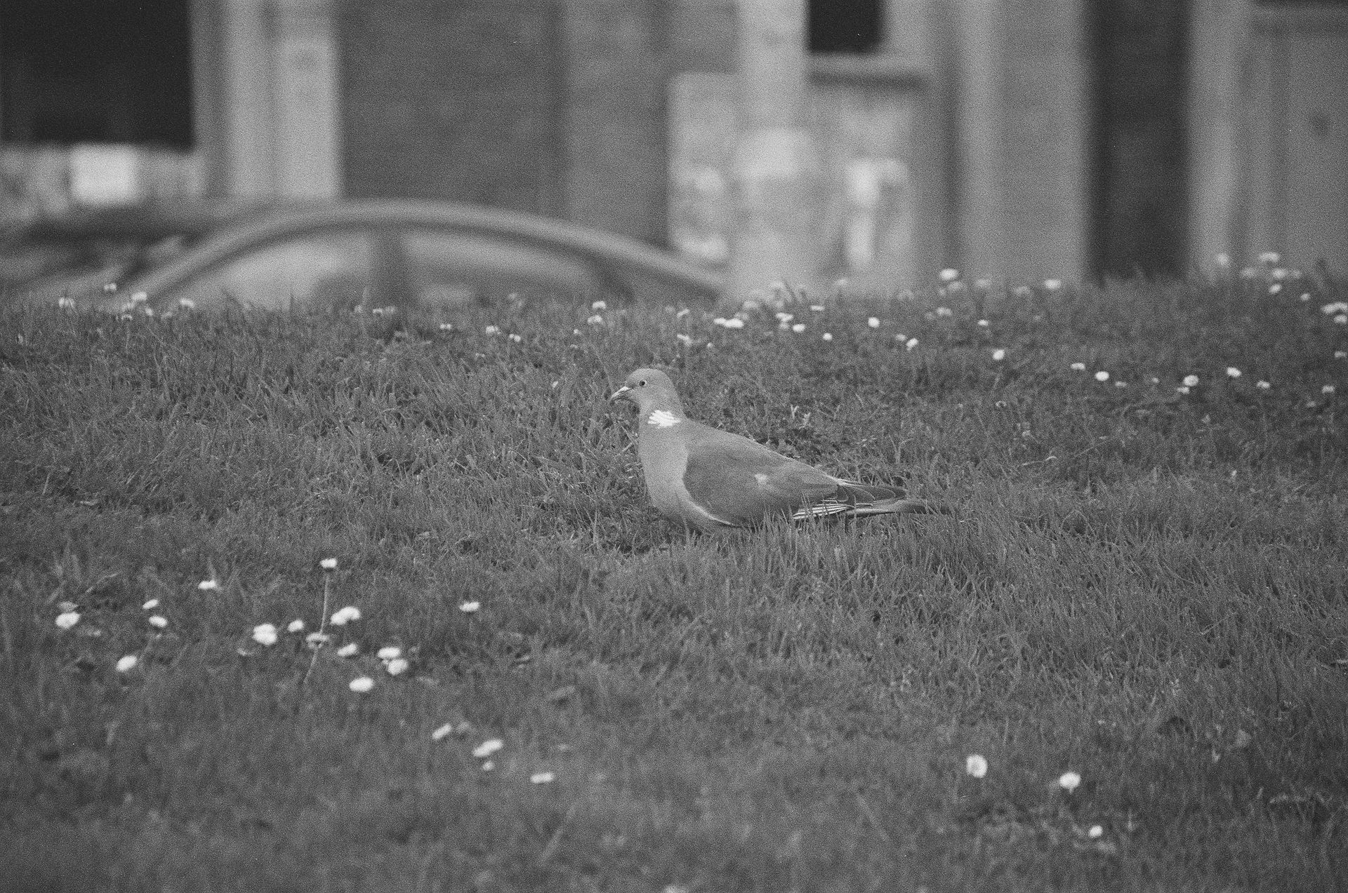 Blackburn Town Centre - Pigeon 