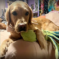 Puppy Training, Dog Training, Positive Reinforcement, One Up Pup LLC