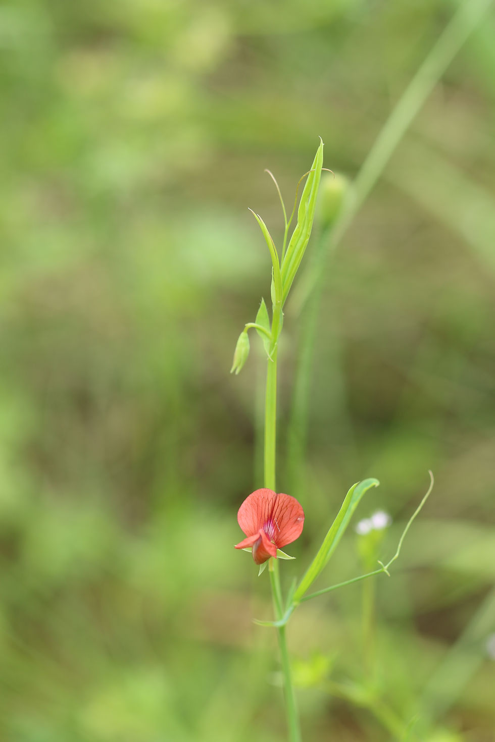 sp Lathyrus sylvestris