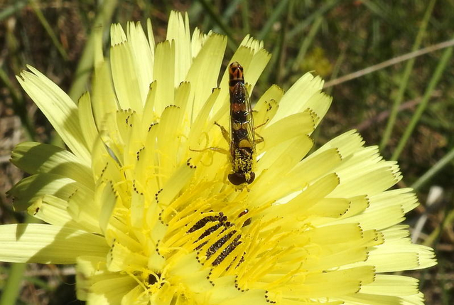 Sphaerophoria scripta