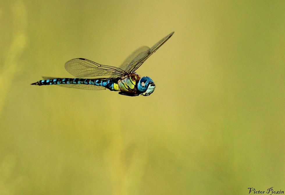Aeschne affinis