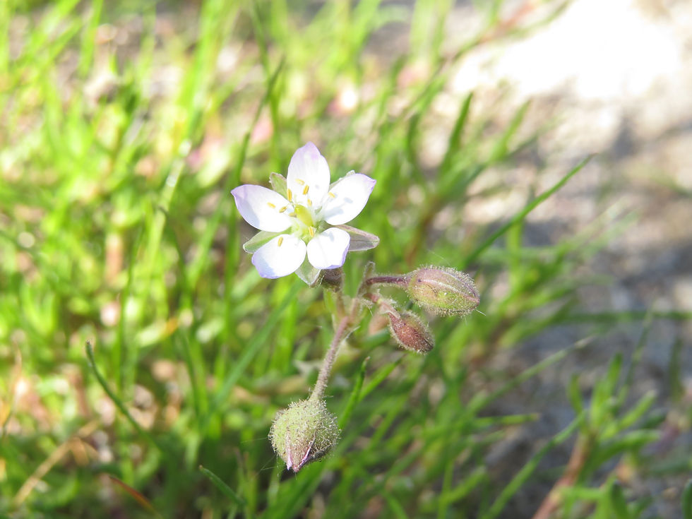 Spergularia sp