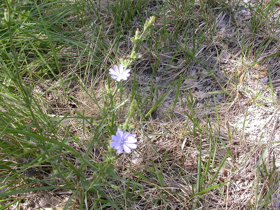 Cichorium intybus