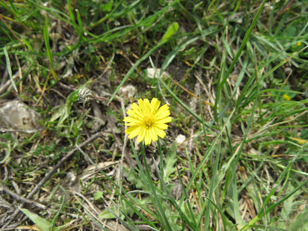Crepis sancta