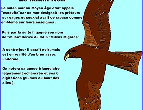 Etymologie Des Noms Doiseaux Amvbolmon