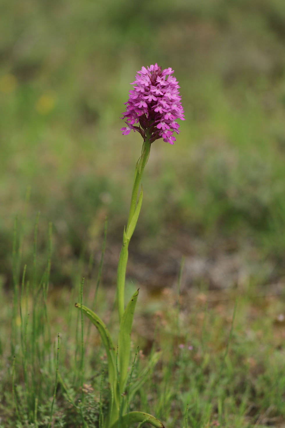 Orchis pyramidalis