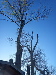 tree surgeon dorchester