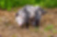 An opossum mom and many joeys.