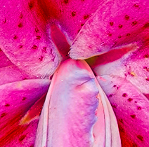 After photo of lily center