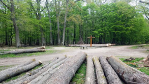 Importantes coupes de Châtaigniers en Forêt de Sainte Apolline