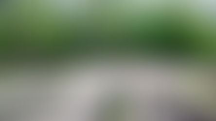 Importantes coupes de Châtaigniers en Forêt de Sainte Apolline