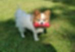 Walking the Dog