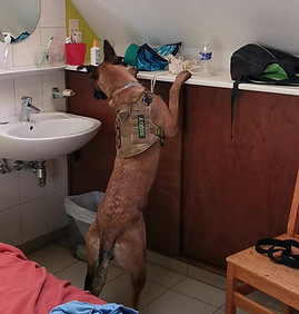 détection canine hauteur