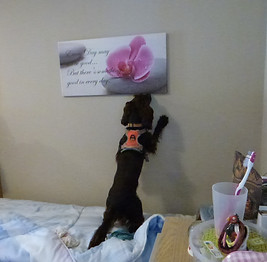 détection canine cadre