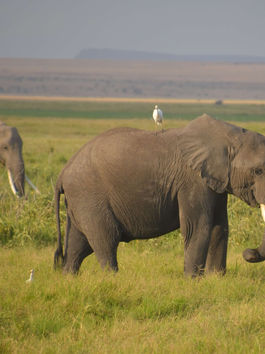 The Growing Human-Elephant Conflict in Africa: An Insider's Report