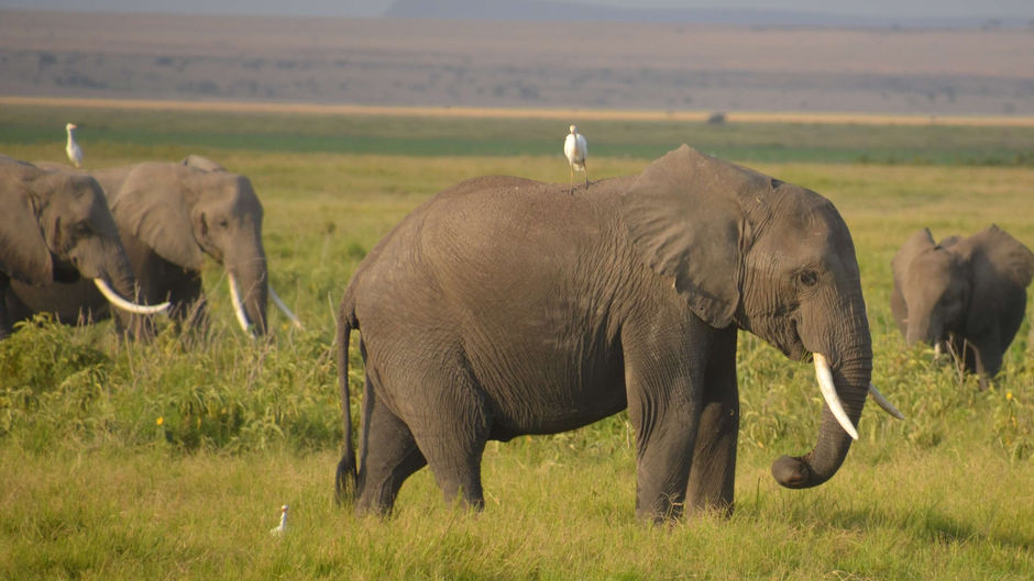 The Growing Human-Elephant Conflict in Africa: An Insider's Report