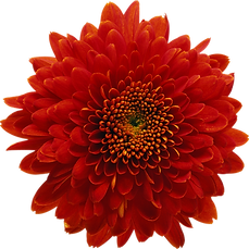 pngegg (2).png
