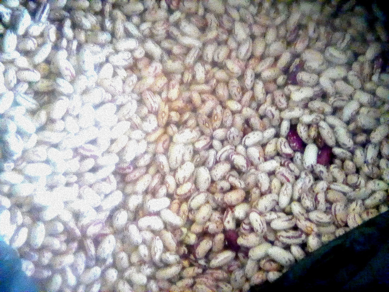Sugar/ sweet red beans