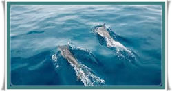 Dolphin Watching