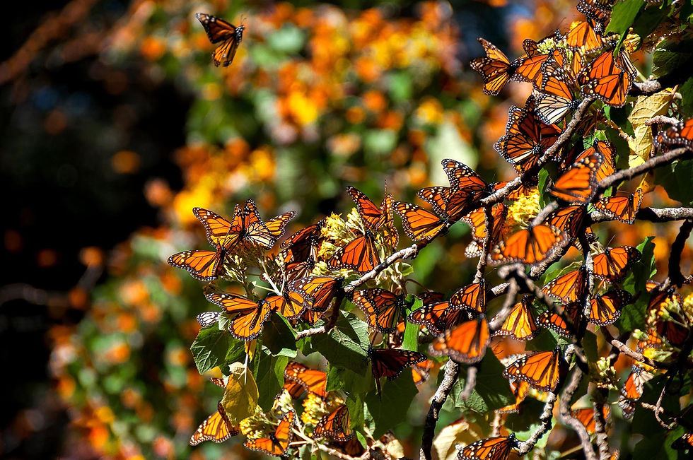 mariposa