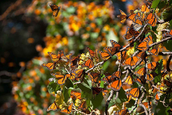 MARIPOSA MONARCA