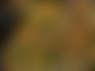 Santuarios de la Mariposa Monarca: El Vuelo de la Vida