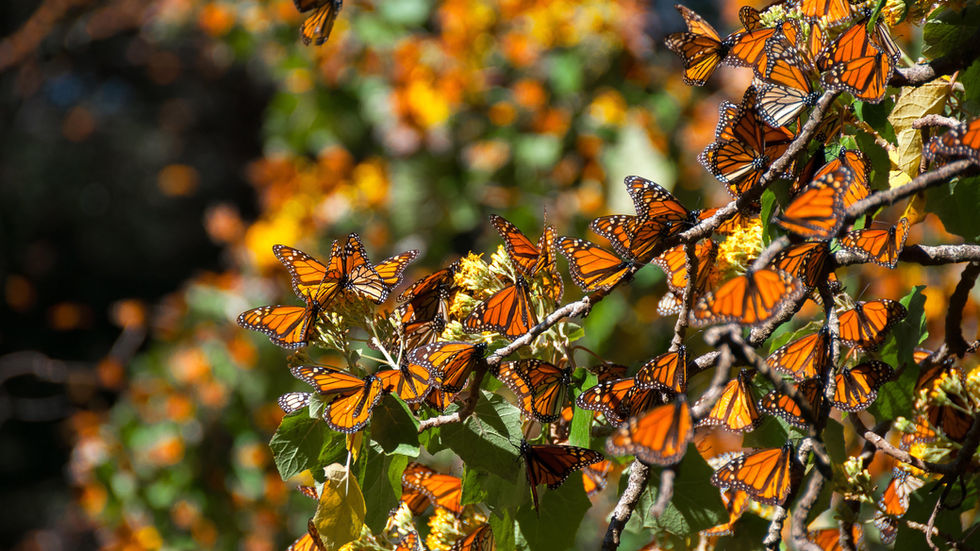 Santuarios de la Mariposa Monarca: El Vuelo de la Vida
