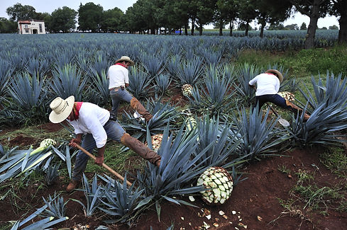 TEQUILA (6).jpg