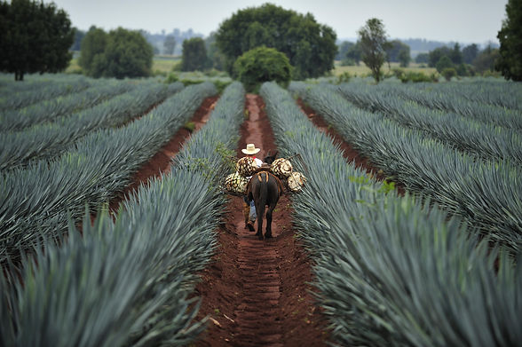 Tequila, Jalisco, Mexico.jpg