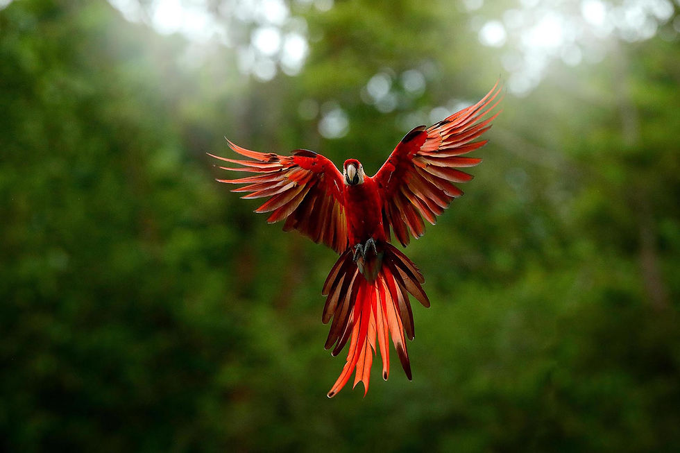 Guacamaya
