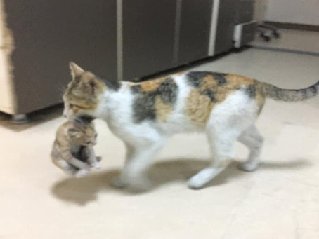 Iti malia! Gatinha leva filhote ao hospital e comove a web