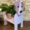 Thumbnail: Jack Russell