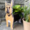 Thumbnail: German Shepard