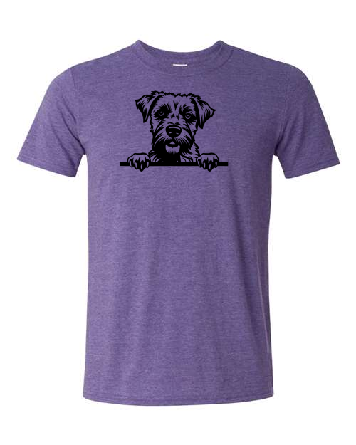 Thumbnail: Border terrier
