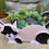 Thumbnail: Cat (siamese)