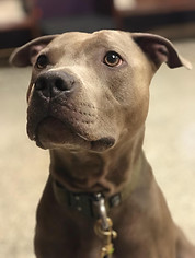 Blue male pit bull sits looking off above the camera