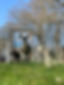 schaap bord.jpg