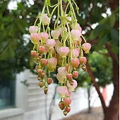 strawberrytree3.jpg