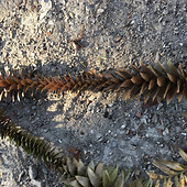 araucaria bidwillii3.jpg