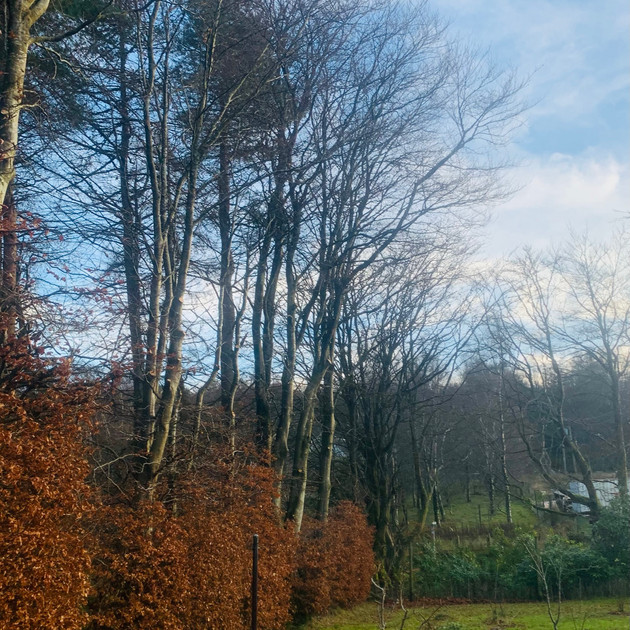 Beech Trees