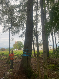 Douglas Fir Tree During