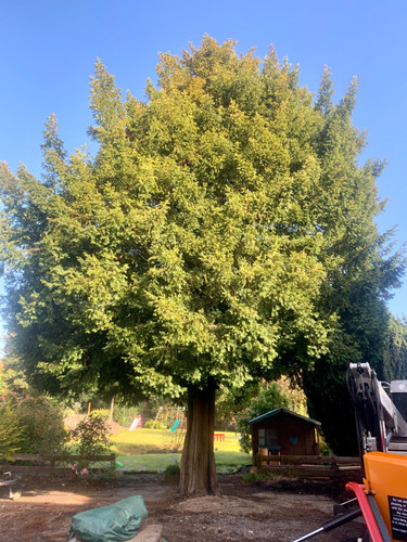 English Yew Tree Maintenance Before