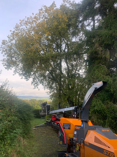 Multi Stem Tree Maintenance Before