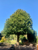 English Yew Tree Maintenance During Treatment