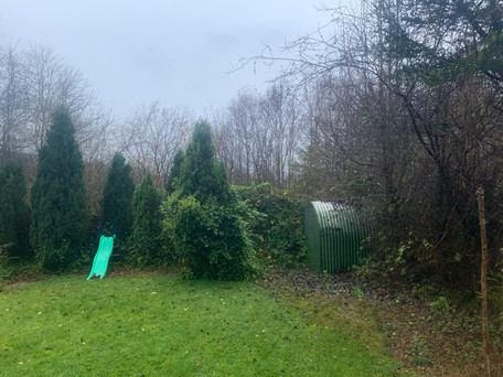 Conifer Trees During