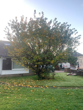 Cherry Tree Cutback Before