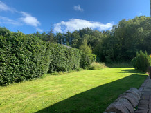 Hedge Pruning After