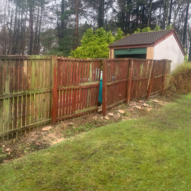 Conifer Hedge Pruning