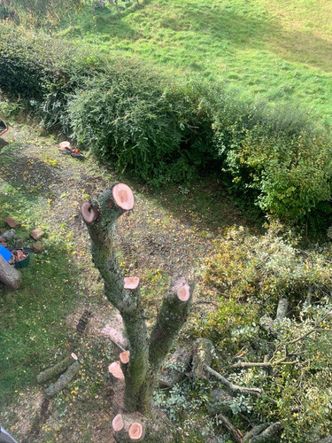 Multi Stem Tree Maintenance During