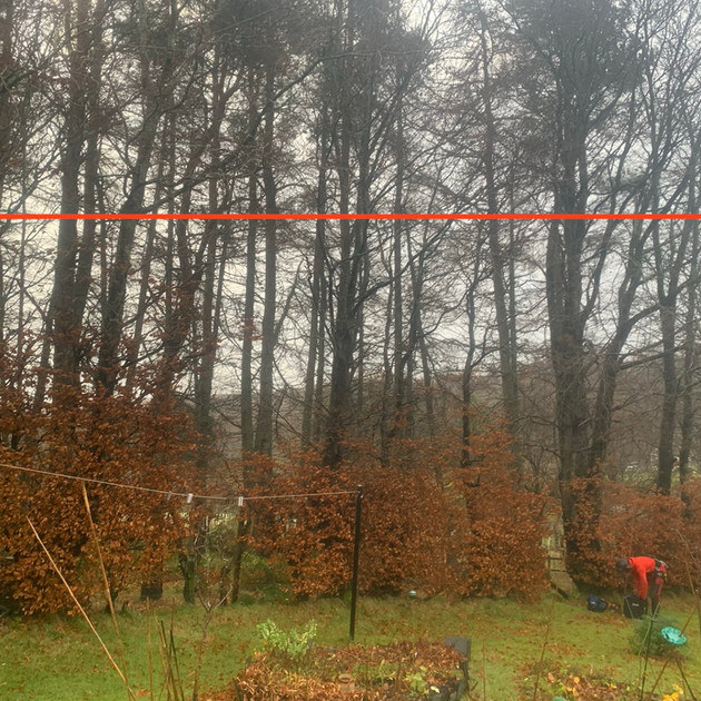 Beech Trees